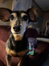 Lost Female Dog last seen Beatline Rd. Long Beach , Long Beach, MS 39560
