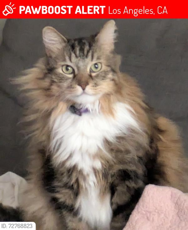 Lost Male Cat last seen Delmas Terrace and Venice cul-de-sac, Los Angeles, CA 90034