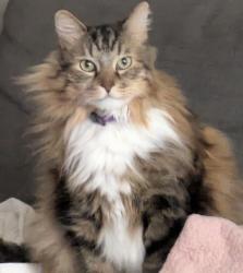 Lost Male Cat last seen Delmas Terrace and Venice cul-de-sac, Los Angeles, CA 90034