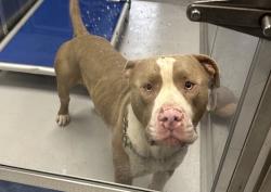 Found/Stray Male Dog last seen Beltline, Richardson, TX 75080