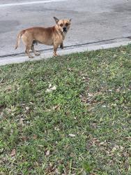 Found/Stray Male Dog last seen Robin Park , McAllen, TX 78504
