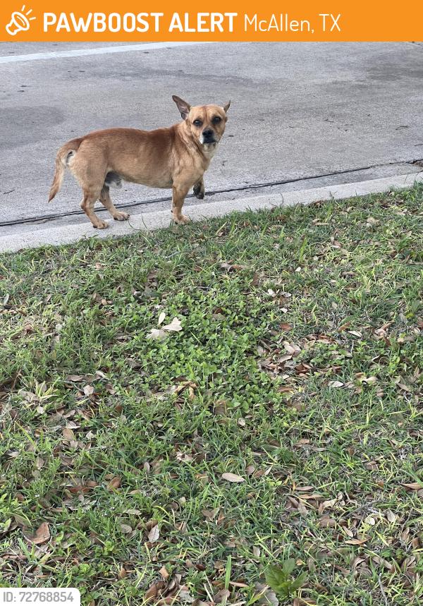 Found/Stray Male Dog last seen Robin Park , McAllen, TX 78504
