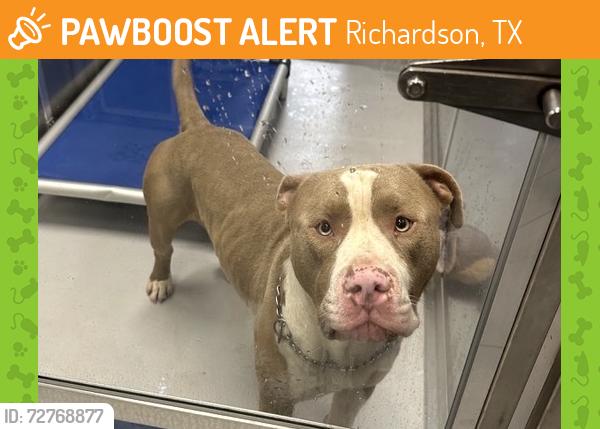 Found/Stray Male Dog last seen Beltline, Richardson, TX 75080
