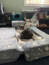 Lost Female Cat last seen Near block of Turk Road, cross street is Pebble Hill Road, Doylestown, PA 18901