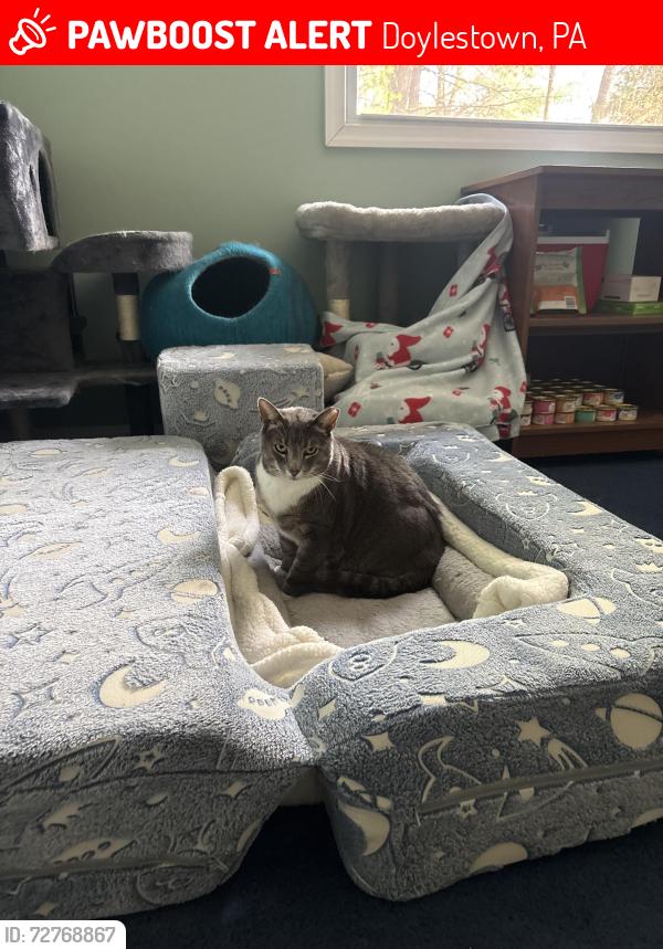 Lost Female Cat last seen Near block of Turk Road, cross street is Pebble Hill Road, Doylestown, PA 18901