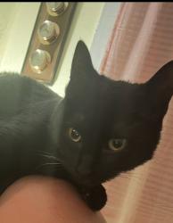 Found/Stray Unknown Cat last seen Buchanan & broadway , Minneapolis, MN 55418
