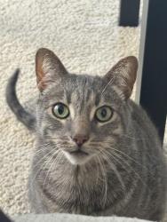 Lost Male Cat last seen Culver and Michelson, Irvine, CA 92612