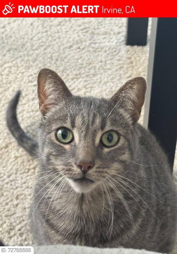Lost Male Cat last seen Culver and Michelson, Irvine, CA 92612