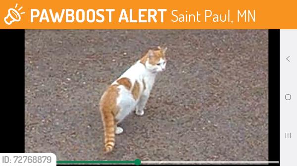 Found/Stray Unknown Cat last seen Forest, Saint Paul, MN 55106