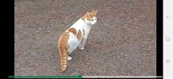Found/Stray Unknown Cat last seen Forest, Saint Paul, MN 55106