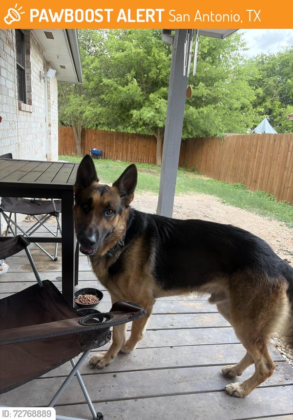 Found/Stray Male Dog last seen Tezel road and bandera by the QT, San Antonio, TX 78250