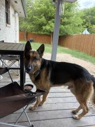 Found/Stray Male Dog last seen Tezel road and bandera by the QT, San Antonio, TX 78250