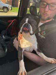 Found/Stray Male Dog last seen 192nd & Penn, Edmond, OK 73012