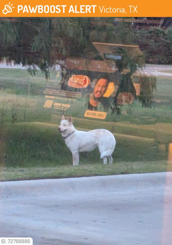 Found/Stray Unknown Dog last seen Near N Navarro Street, Victoria, TX 77904., Victoria, TX 77904