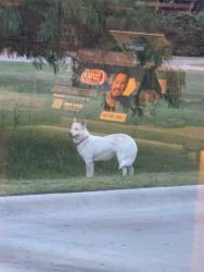 Found/Stray Unknown Dog last seen Near N Navarro Street, Victoria, TX 77904., Victoria, TX 77904