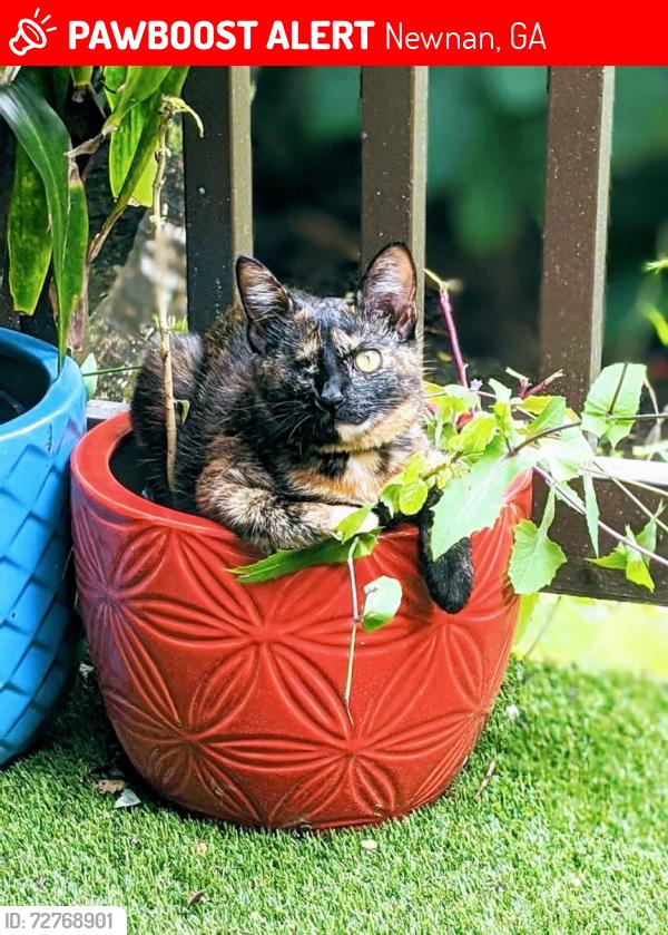 Lost Female Cat last seen Peppertree Dr x Palmetto Tyrone Rd , Newnan, GA 30265