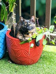 Lost Female Cat last seen Peppertree Dr x Palmetto Tyrone Rd , Newnan, GA 30265