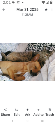 Lost Male Dog last seen Nw 22nd and blackwelder, Oklahoma City, OK 73106