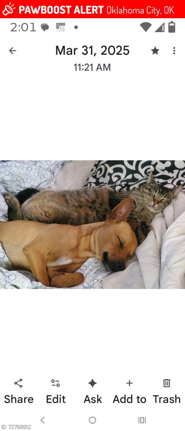 Lost Male Dog last seen Nw 22nd and blackwelder, Oklahoma City, OK 73106