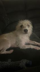 Found/Stray Female Dog last seen Etiwanda, Jurupa Valley, CA 91752