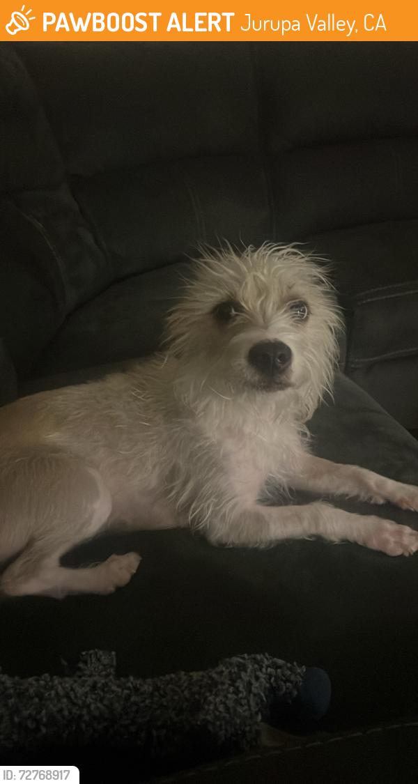 Found/Stray Female Dog last seen Etiwanda, Jurupa Valley, CA 91752