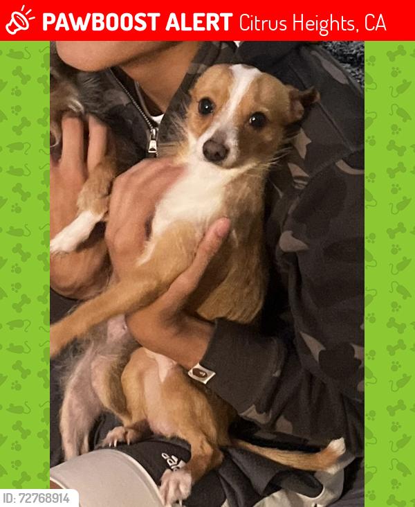 Lost Male Dog last seen Walgreens on GreenBack , Citrus Heights, CA 95621