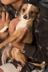 Lost Male Dog last seen Walgreens on GreenBack , Citrus Heights, CA 95621