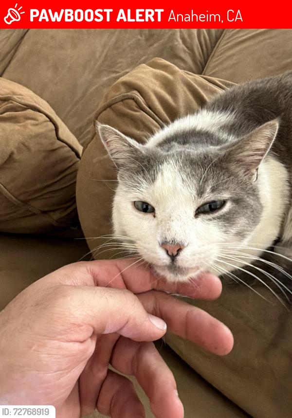 Lost Male Cat last seen Euclid and Ball, Anaheim, CA 92815