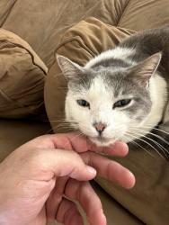 Lost Male Cat last seen Euclid and Ball, Anaheim, CA 92815