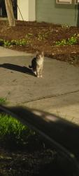 Found/Stray Unknown Cat last seen Road Between the 24/7 Vet ER and building 2000, Jacksonville, FL 32256