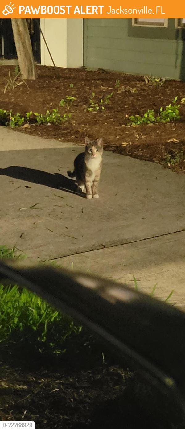 Found/Stray Unknown Cat last seen Road Between the 24/7 Vet ER and building 2000, Jacksonville, FL 32256