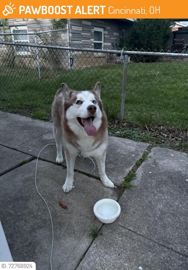 Found/Stray Male Dog last seen Sayler Park, Cincinnati, OH 45233