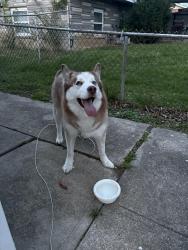 Found/Stray Male Dog last seen Sayler Park, Cincinnati, OH 45233