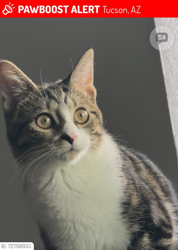 Lost Female Cat last seen Ina and Thorndale, Tucson, AZ 85742