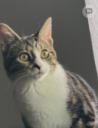 Lost Female Cat last seen Ina and Thorndale, Tucson, AZ 85742