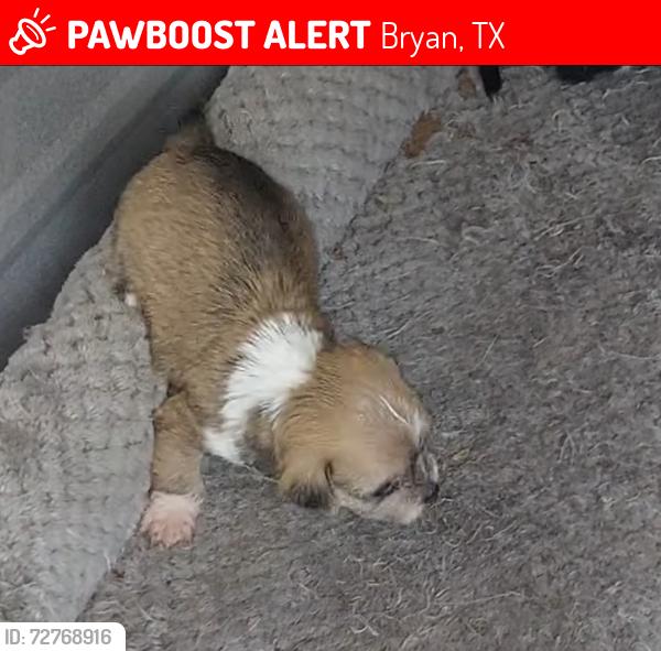 Lost Female Dog last seen Sunset st , Bryan, TX 77803