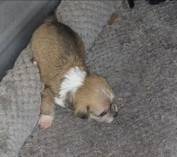 Lost Female Dog last seen Sunset st , Bryan, TX 77803