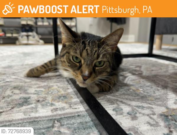 Found/Stray Unknown Cat last seen Sweetbriar Street , Pittsburgh, PA 15211