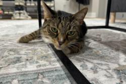 Found/Stray Unknown Cat last seen Sweetbriar Street , Pittsburgh, PA 15211