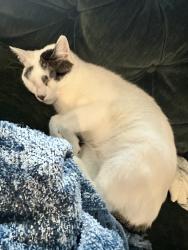 Lost Female Cat last seen Prose Prominence apmt Complex, Denton, TX 76208