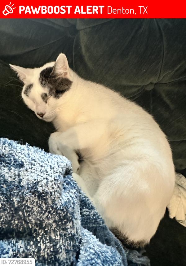 Lost Female Cat last seen Prose Prominence apmt Complex, Denton, TX 76208