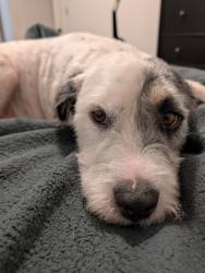 Lost Male Dog last seen Whaling Ave SE , Palm Bay, FL 32909
