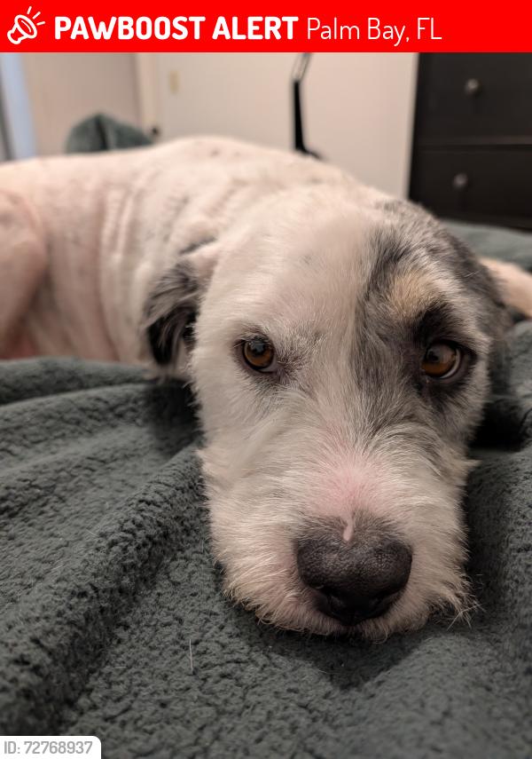 Lost Male Dog last seen Whaling Ave SE , Palm Bay, FL 32909