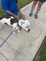 Found/Stray Male Dog last seen Wood Leaf Reserve neighborhood on Wood Leaf Park , Tomball, TX 77375