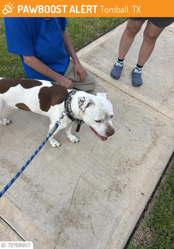 Found/Stray Male Dog last seen Wood Leaf Reserve neighborhood on Wood Leaf Park , Tomball, TX 77375