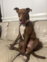 Lost Male Dog last seen firetower , Conroe, TX 77306