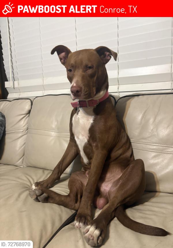 Lost Male Dog last seen firetower , Conroe, TX 77306