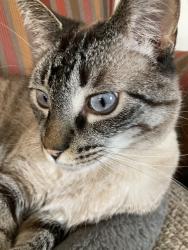 Lost Female Cat last seen Near Ione Drive, South Elgin, IL 60177