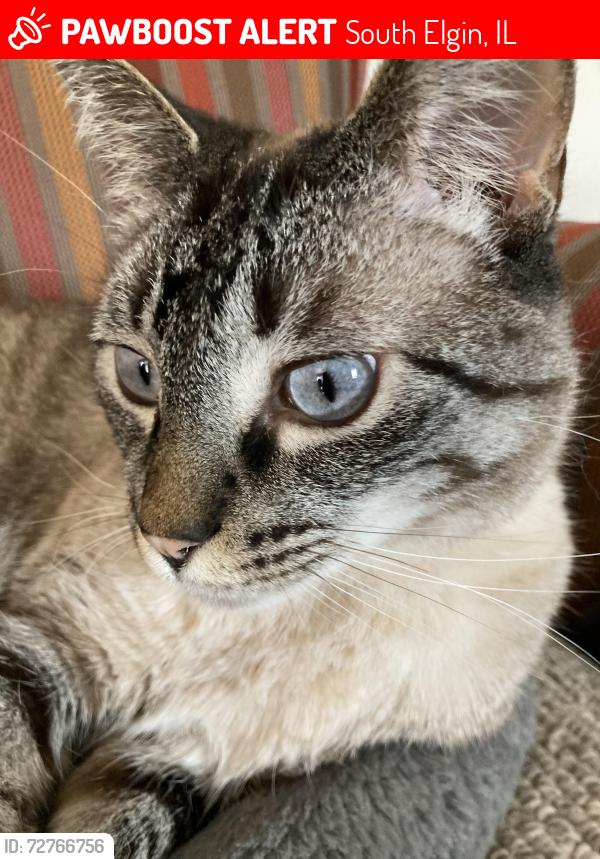 Lost Female Cat last seen Near Ione Drive, South Elgin, IL 60177