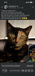 Lost Female Cat last seen Heade of tractor, Georgetown, KY 40324